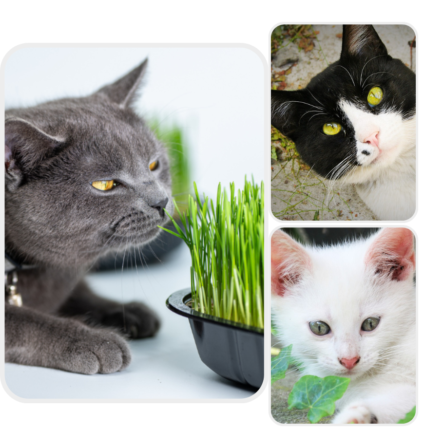 O nas - Dowiedz się więcej o MELO PET FOOD