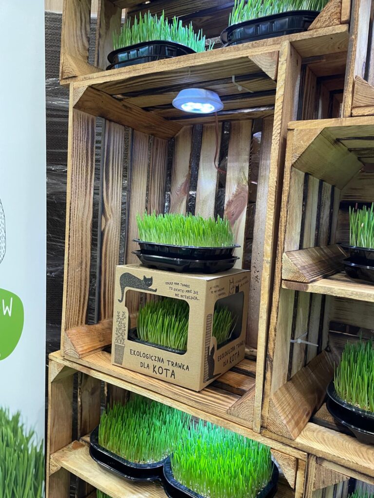Trawka dla kota - naturalna radość i zdrowie w każdej łapie
